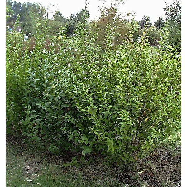 Ovalblättriger Liguster Mammoth 40-60cm - Ligustrum ovalifolium günstig online kaufen