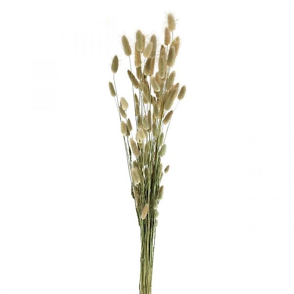 Trockenblume Lagurus Trockenblumen Deko, Getrocknetes Lampenputzergras, günstig online kaufen