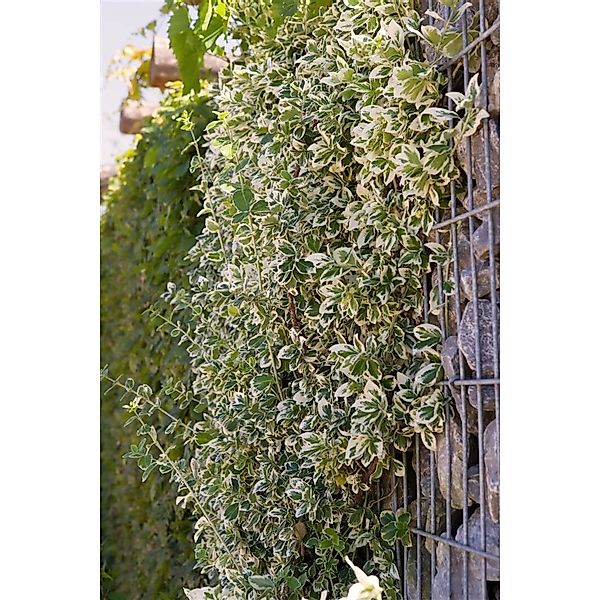 Euonymus Fortunei Emerald Gaiety Kriechspindel Grün-Weiß 20–30 cm günstig online kaufen