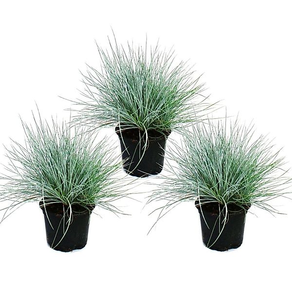 Exotenherz Blauschwingel-Gras Festuca Glauca 9cm Topf 3 Pflanzen günstig online kaufen