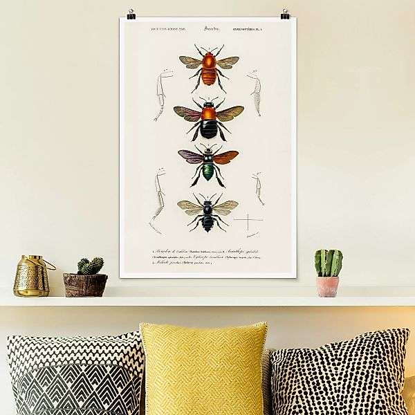 Poster Vintage Lehrtafel Insekten günstig online kaufen