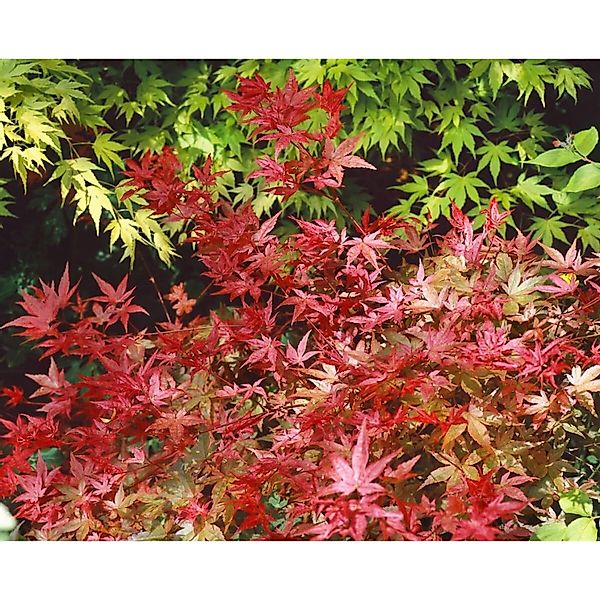 Acer Palmatum Koto Maru Japanischer Ahorn 40–50 cm günstig online kaufen
