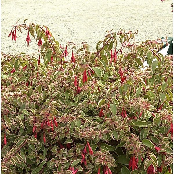 Fuchsie Tom West - Fuchsia culturum günstig online kaufen