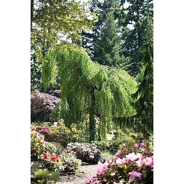 Pflanzen für Dich Gehölze Betula pendula, 1 St., Hängebirke, Sandbirke, Wei günstig online kaufen