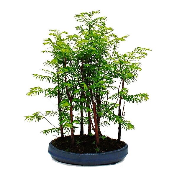 Exotenherz Outdoor-Bonsai Metasequoia Glyptostroboides Kleiner Wald Mit 5 P günstig online kaufen