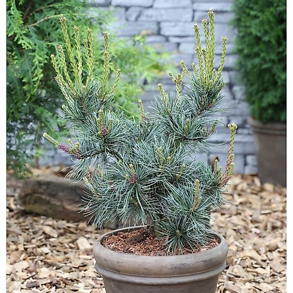 Blaue Mädchenkiefer Glauca 40-50cm - Pinus parviflora günstig online kaufen