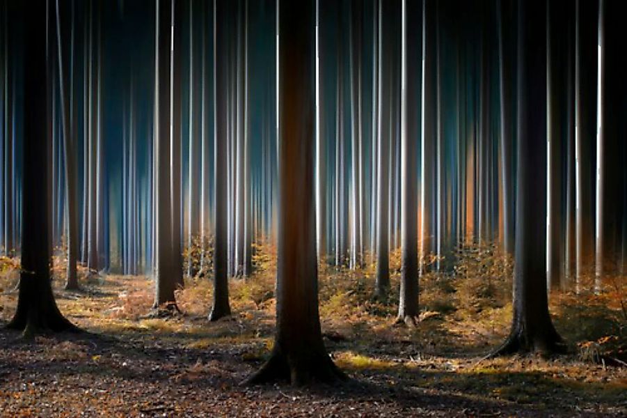 Papermoon Fototapete »Photo-Art CARSTEN MEYERDIERKS, MYSTISCHER WALD« günstig online kaufen