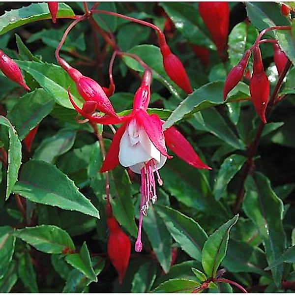 Fuchsie Madame Cornelissen - Fuchsia magellanica günstig online kaufen