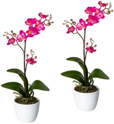 Kunstpflanze Orchidee Phalaenopsis Orchidee, Creativ green, günstig online kaufen