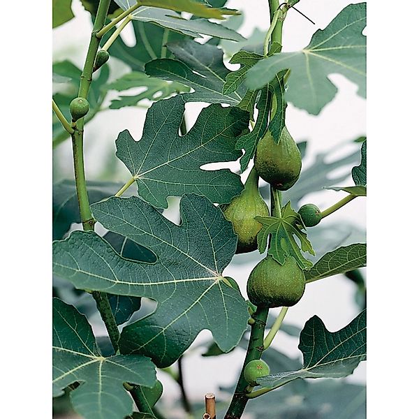 GROW by OBI Echte Feige Höhe ca. 50 - 60 cm Topf ca. 10 l Ficus carica günstig online kaufen