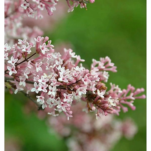 Herbst Flieder 100-125cm - Syringa microphylla günstig online kaufen