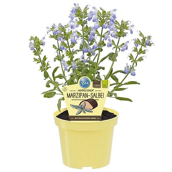 Blu Marzipan-Salbei Nazareth Topf-Ø ca. 12 cm günstig online kaufen