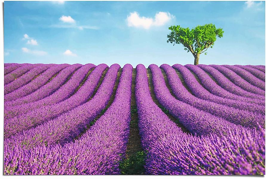 Reinders Poster "Lavendel Felder", (1 St.) günstig online kaufen