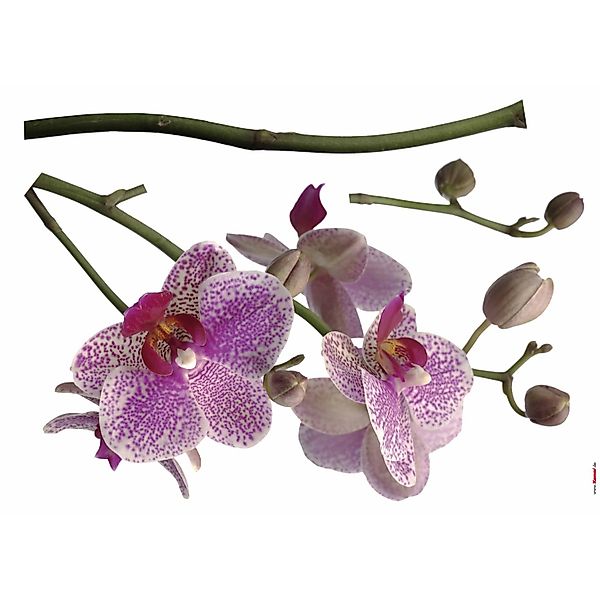 Komar Wandtattoo "Orchidee - Größe 100 x 70 cm" selbstklebend, Wandsticker günstig online kaufen