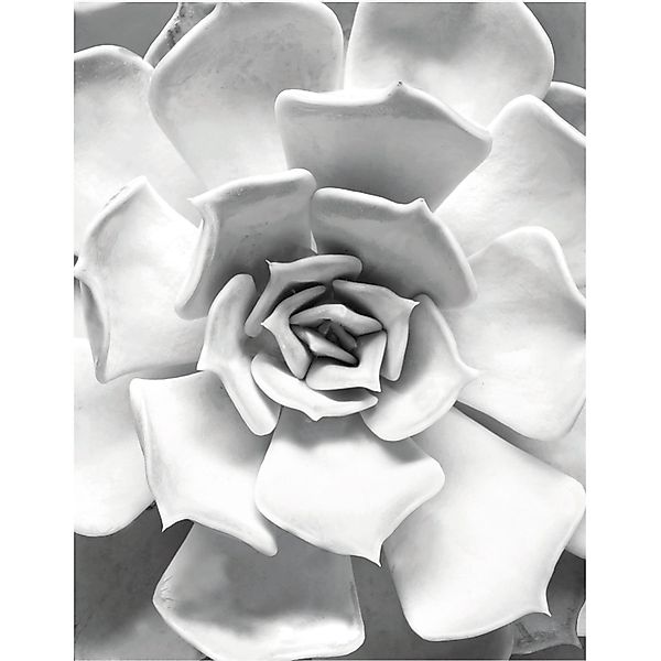 Komar Bild "Succulent Closeup" Blätter  Pflanzen 1 Stk. tlg. Wandbild zur D günstig online kaufen