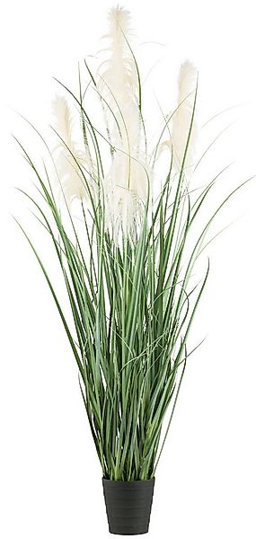 Kunstgras Pampasgras, Creativ green, Höhe 210 cm, mit fünf Pampasgrasblüten günstig online kaufen