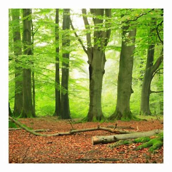 Bilderwelten Fototapete Wald Mighty Beech Trees grün Gr. 336 x 225 günstig online kaufen