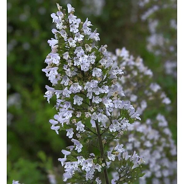 Kleinblättrige Bergminze - Calamintha nepeta günstig online kaufen