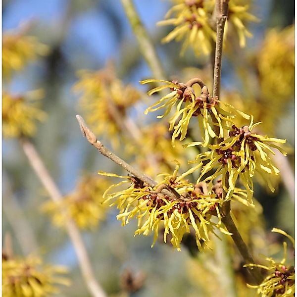 Zaubernuß Westerstede 100-125cm - Hamamelis intermedia günstig online kaufen