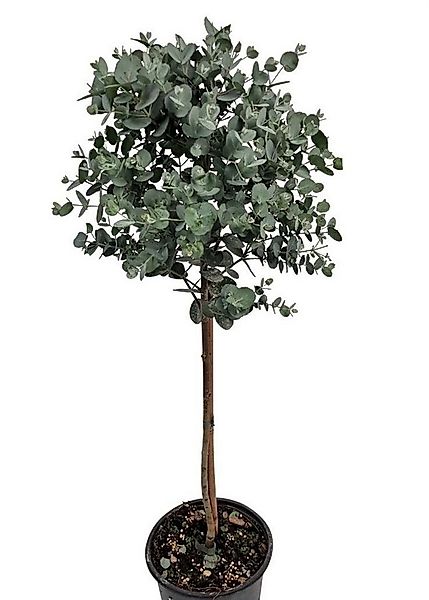 meinvipshop Zimmerpflanze Eukalyptus 80cm XXL Zimmerpflanze günstig online kaufen