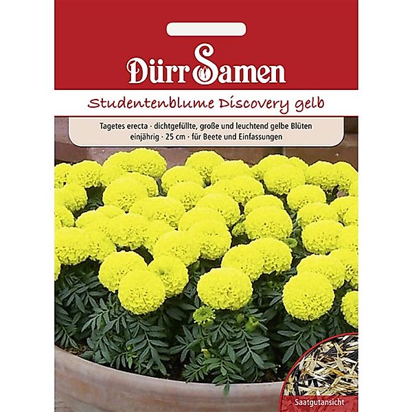 Dürr Samen Studentenblumen Discovery Gelb Einjährig Saatgut günstig online kaufen