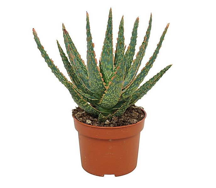 Exotenherz Kaktus Aloe zebrina Danyz Aloe mit orange-roten Rändern 10,5cm T günstig online kaufen