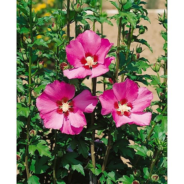 Hibiscus Syriacus Garteneibisch 120 cm Stammhöhe günstig online kaufen