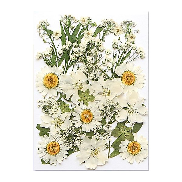 Trockenblume Getrocknete Blumen, Trockenblumen Zum Basteln, günstig online kaufen