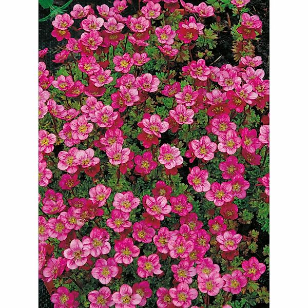 GROW by OBI Moossteinbrech Rosenzwerg Rosa Topf-Ø ca. 9 cm x 9 cm Saxifraga günstig online kaufen