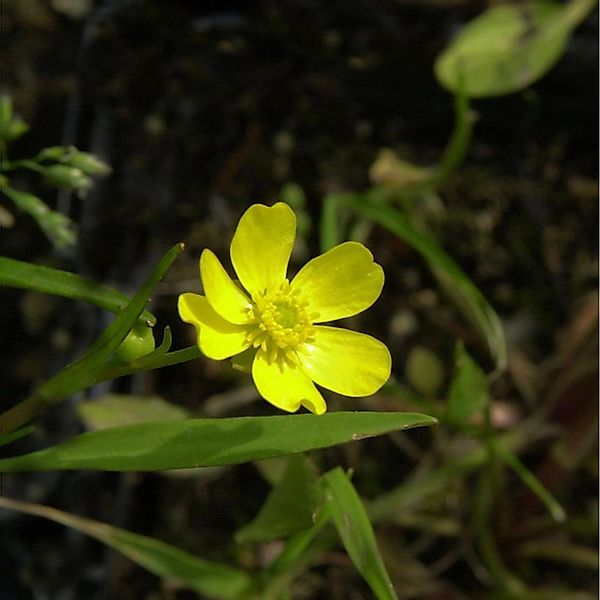 Brennender Hahnenfuß - Ranunculus flammula günstig online kaufen