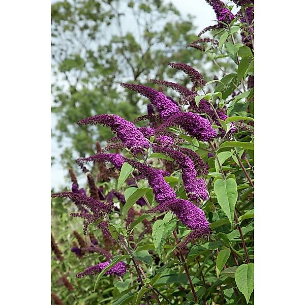 Buddleja 'African Queen' Schmetterlingsstrauch 80-100 cm günstig online kaufen