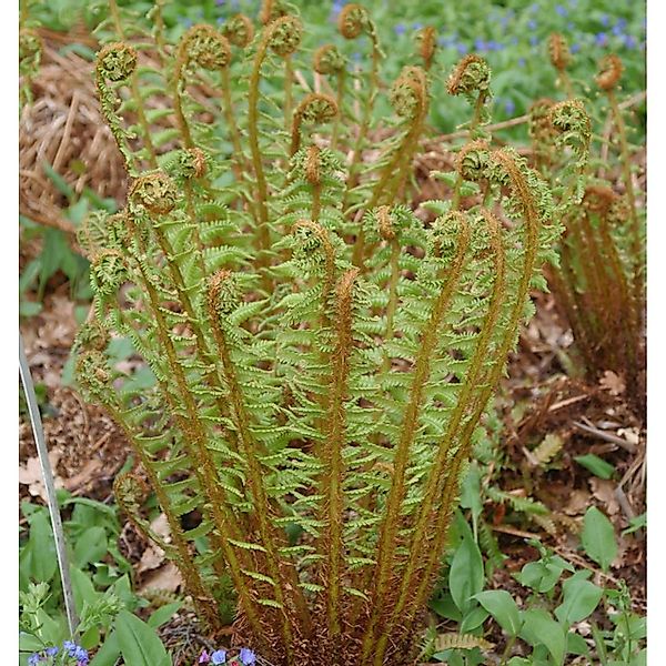 Nepal Schwarzschuppenfarn - Dryopteris wallichiana günstig online kaufen