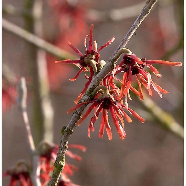 Zaubernuß Diane 60-80cm - Hamamelis intermedia günstig online kaufen