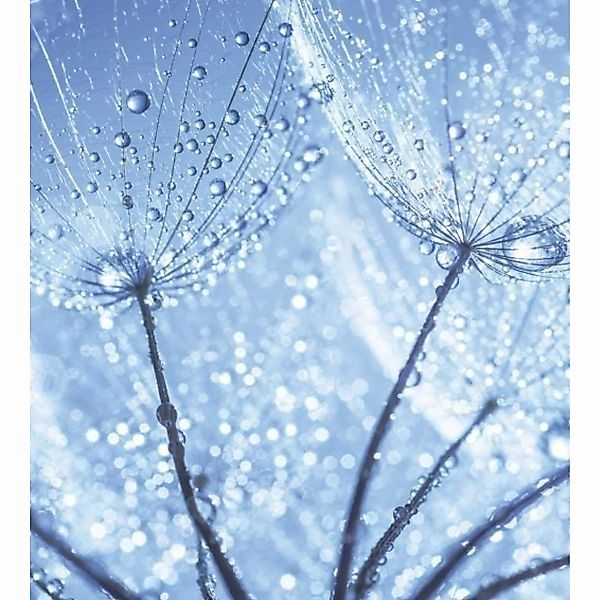 Fototapete DANDELION WATER DROPS  | MS-3-0125 | Blau | Digitaldruck auf Vli günstig online kaufen