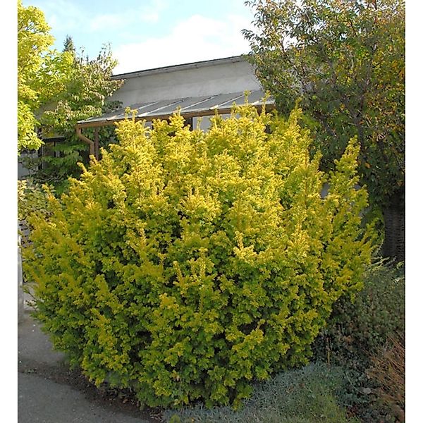 Goldene Straucheibe 40-50cm - Taxus baccata Semperaurea günstig online kaufen