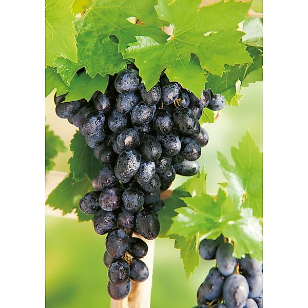 Weinrebe Centuri Höhe ca. 20 - 30 cm Topf ca. 3 l Vitis günstig online kaufen