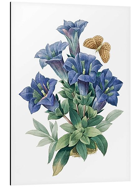 Posterlounge Wandbild Kochscher Enzian (Gentiana acaulis), günstig online kaufen
