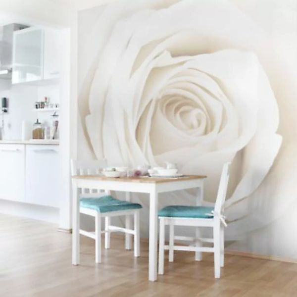 Bilderwelten Blumentapete Pretty White Rose creme Gr. 336 x 336 günstig online kaufen