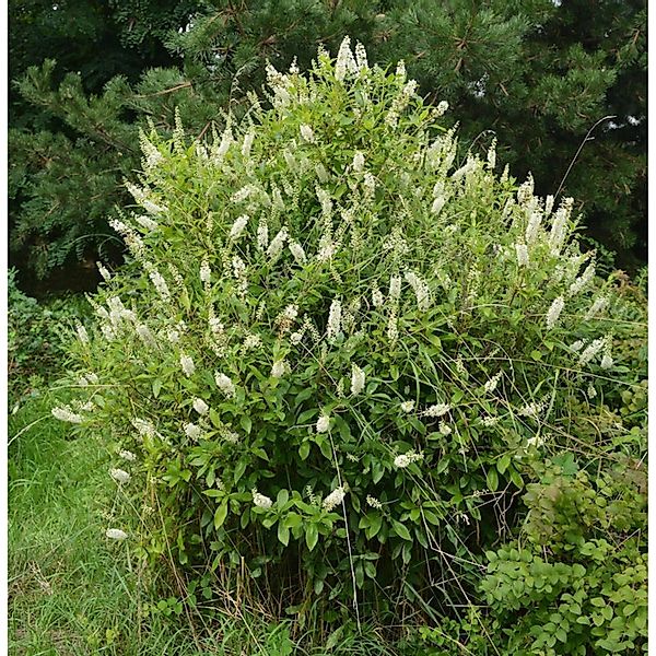 Zimterle Silberkerzenstrauch 100-125cm - Clethra alnifolia günstig online kaufen