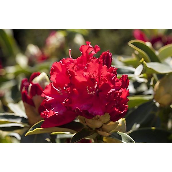 Rhododendron Hybr. Wilgens Ruby Leuchtend Rot 30–40 cm günstig online kaufen