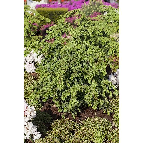 Tsuga Mertensiana Berg-Hemlocktanne 40–50 cm günstig online kaufen