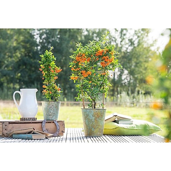 Pyracantha 'Orange Glow' 150-175 cm günstig online kaufen