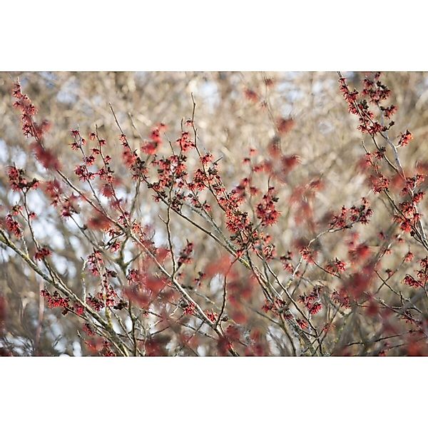 Hamamelis Intermedia Diane Zaubernuss Rot 40–60 cm günstig online kaufen