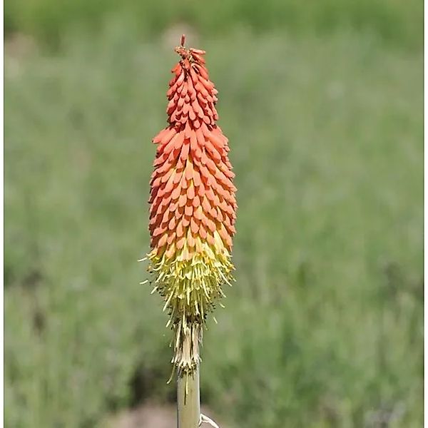 Fackellilie Royal Castle - Kniphofia uvaria günstig online kaufen