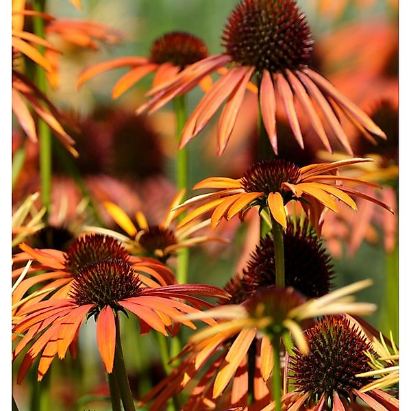 Sonnenhut Harvest Moon - Echinacea purpurea günstig online kaufen