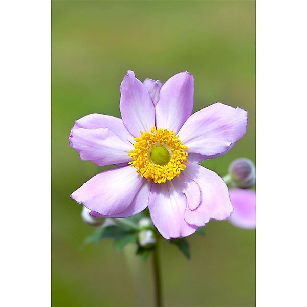 Anemone Tomentosa Serenade Herbstanemone Ca. 9x9 cm Topf günstig online kaufen