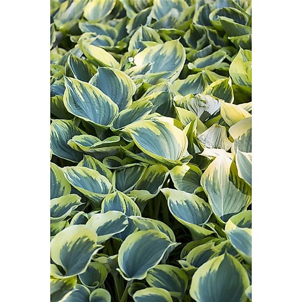 Hosta Fluctuans Sagae Funkie Ca. 11x11 cm Topf günstig online kaufen