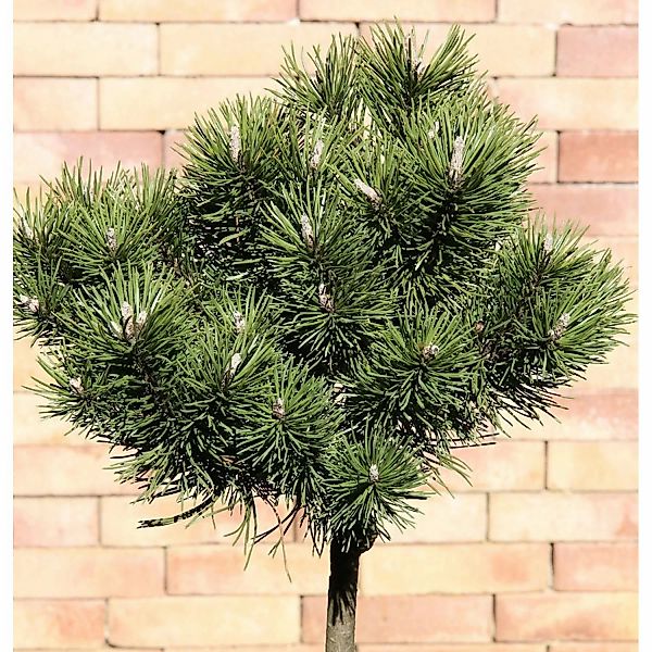 Hochstamm Kugelkiefer Mops 40-60cm - Pinus mugo günstig online kaufen