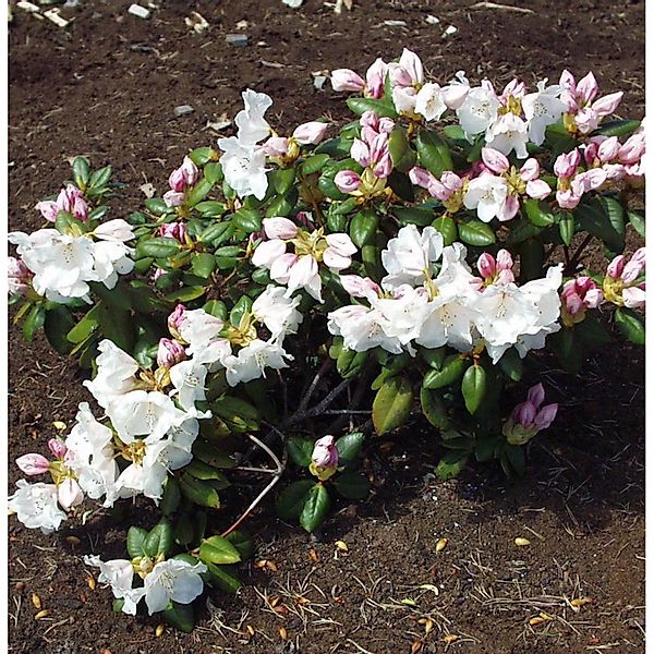 Rhododendron Gartendirektor Rieger 30-40cm - Rhododendron williamsianum günstig online kaufen