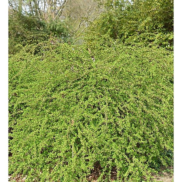 Teppich Beberitze Green Carpet 40-60cm - Berberis thunbergii günstig online kaufen